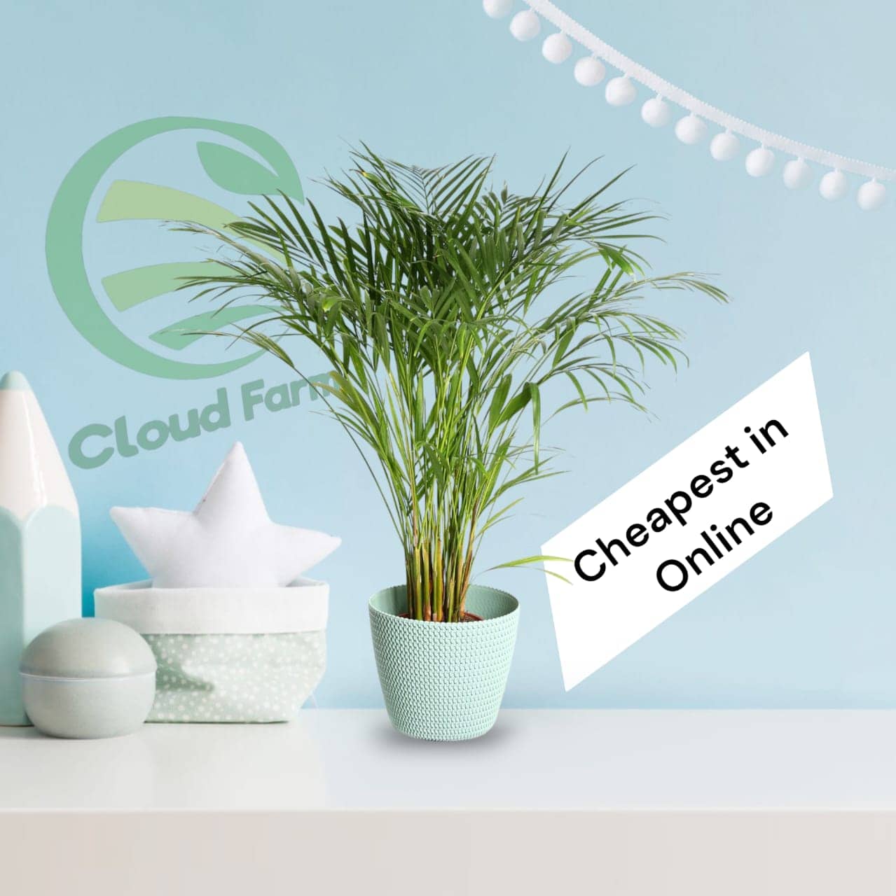 Cloud Farm Indoor Bamboo Plant ( Pack of 1 )