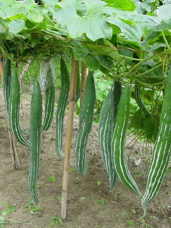 LiveNature Desi Chichinda / Snake Gourd Vegetable Plant Seeds | Best for Home Garden & Terrace – Pack of 80 Seeds LiveNature Desi Chichinda / Snake Gourd Vegetable Plant Seeds | Best for Home Garden & Terrace – Pack of 80 Seeds