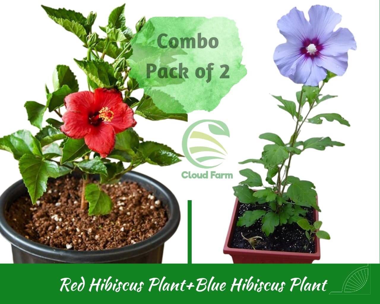 Cloud Farm Outdoor Flower Plant ( Pack of 2 ) Cloud Farm Outdoor Flower Plant ( Pack of 2 )