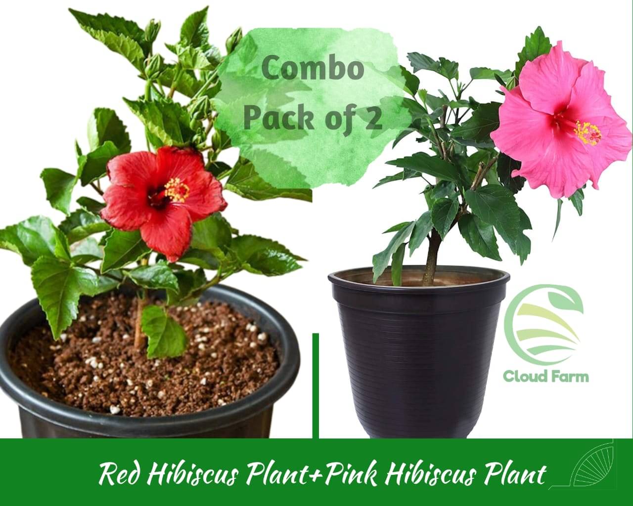 Cloud Farm Outdoor Flower Plant ( Pack of 2 ) Cloud Farm Outdoor Flower Plant ( Pack of 2 )