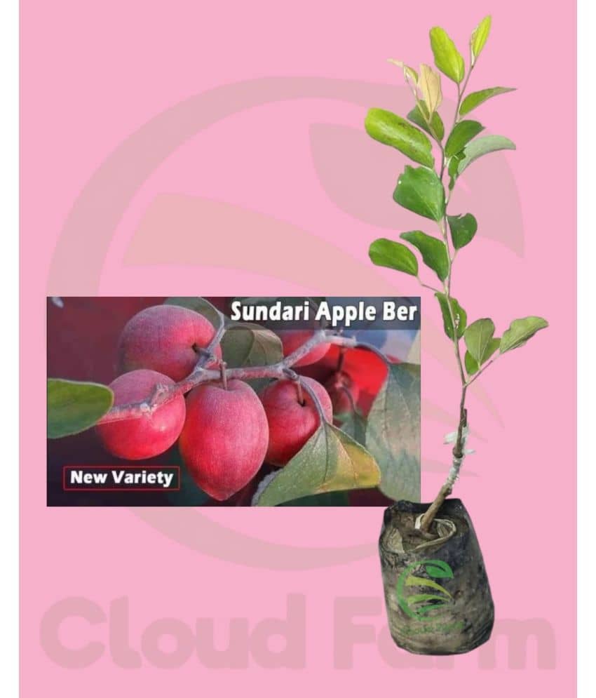 Cloud Farm Outdoor Fruit Plant ( Pack of 1 )