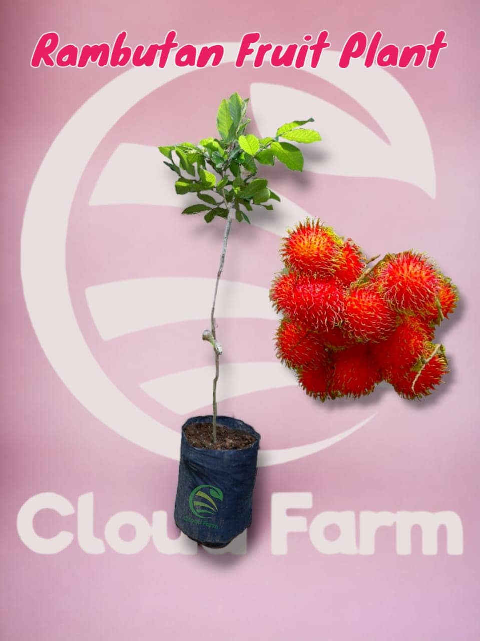 Cloud Farm Outdoor Fruit Plant ( Pack of 1 )