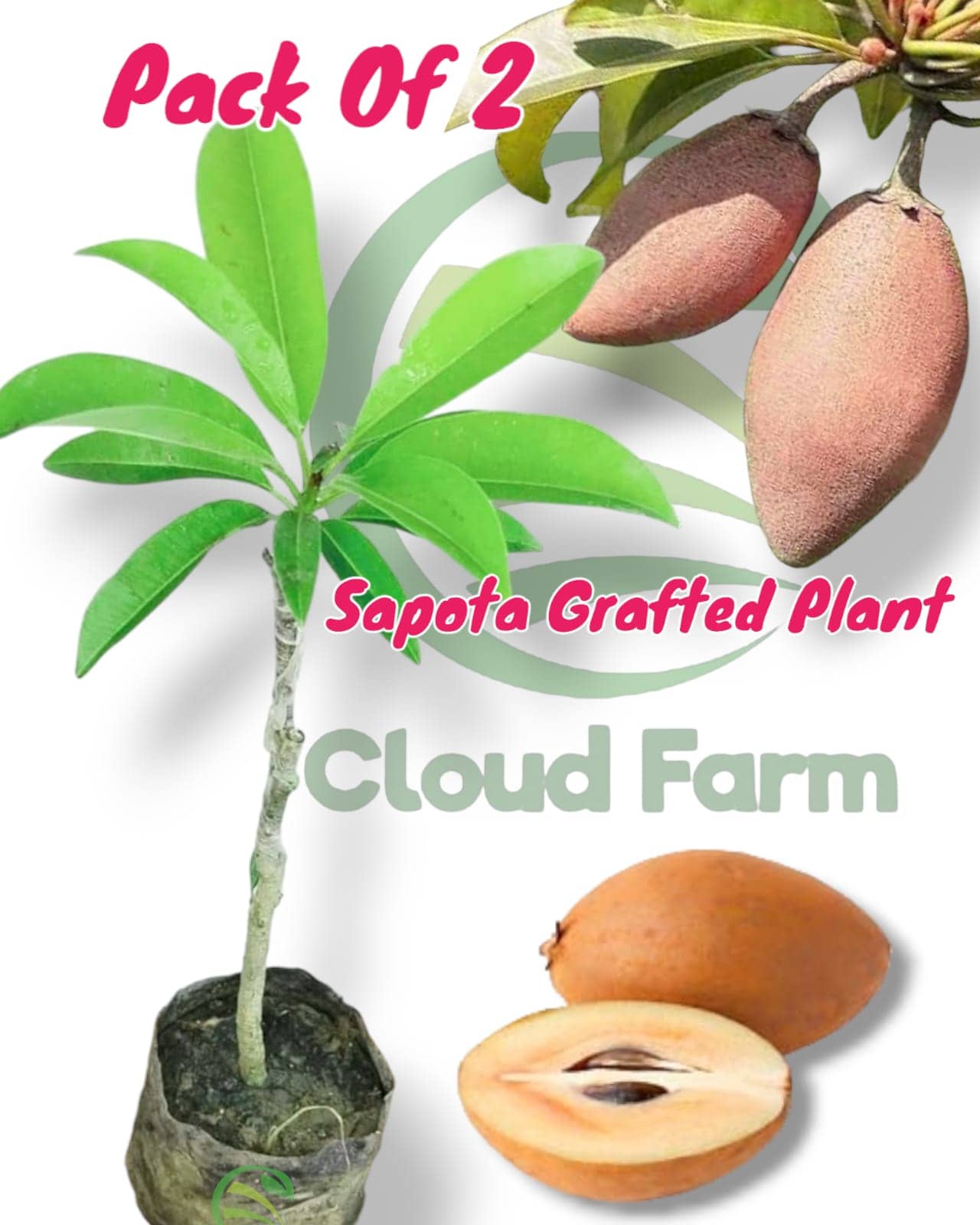 Cloud Farm Outdoor Fruit Plant ( Pack of 2 )