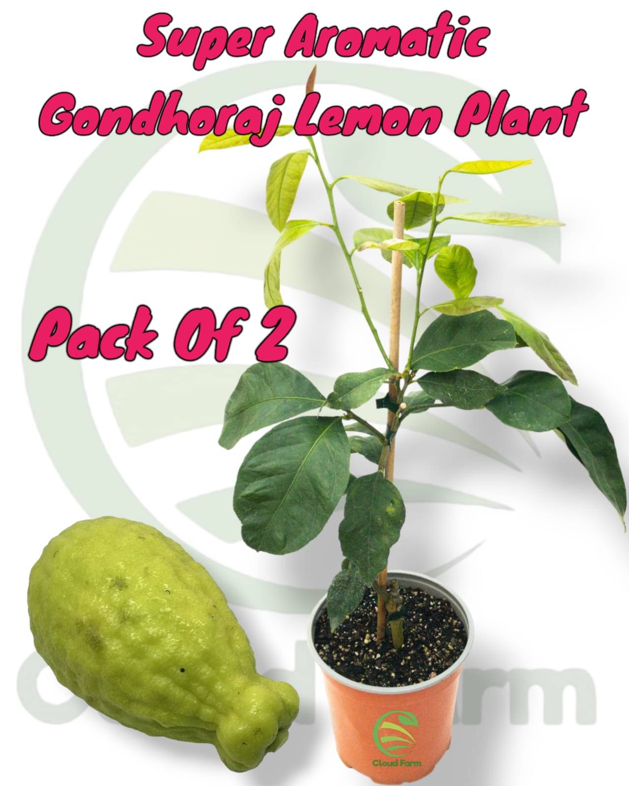 Cloud Farm Outdoor Fruit Plant ( Pack of 2 ) Cloud Farm Outdoor Fruit Plant ( Pack of 2 )