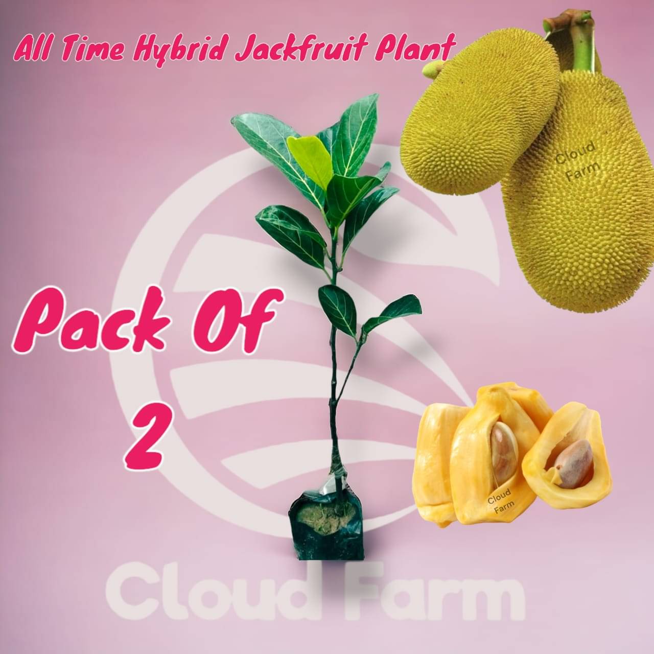     			Cloud Farm Outdoor Fruit Plant ( Pack of 2 )