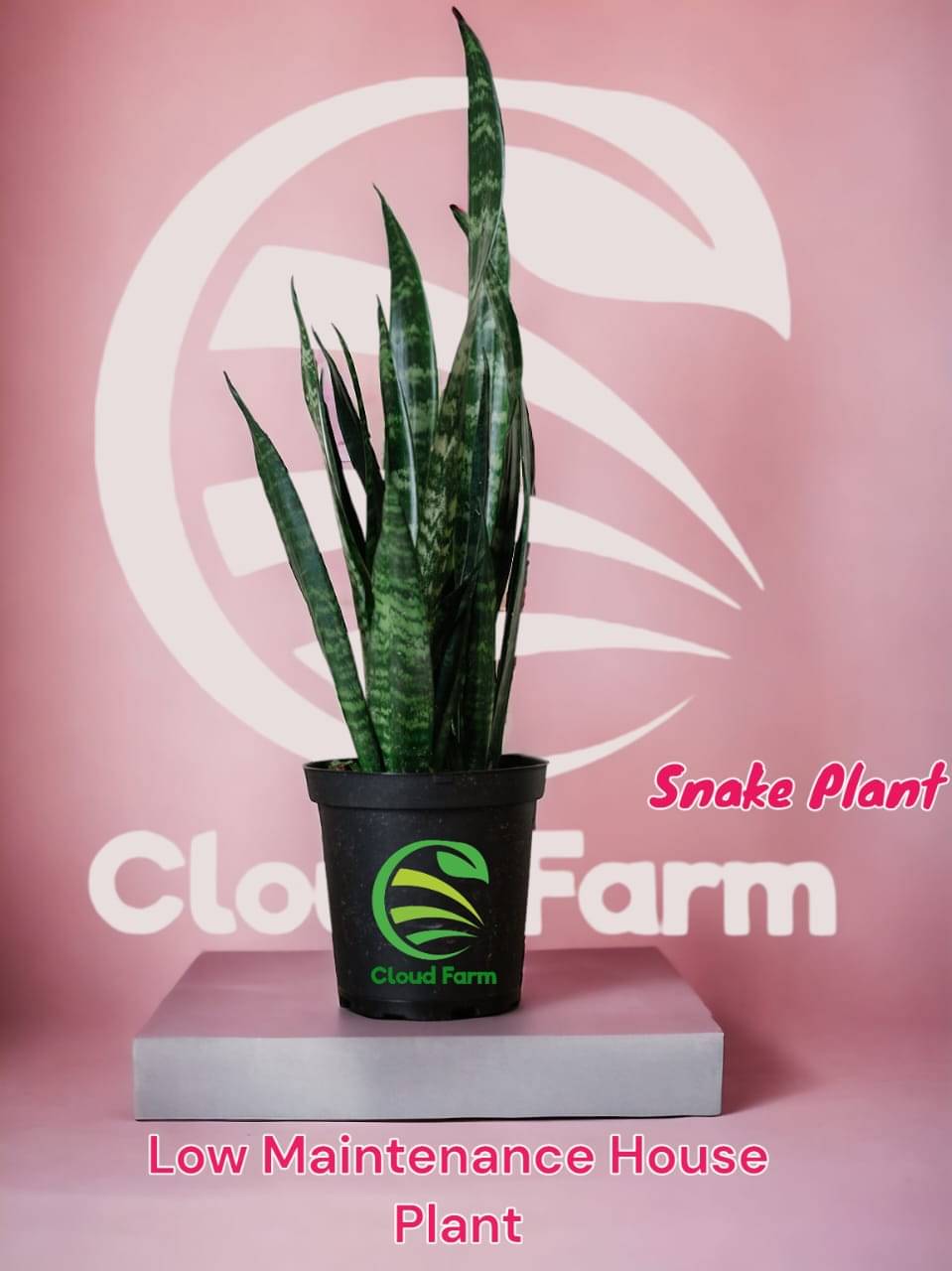 Cloud Farm Outdoor Ornamental Plant ( Pack of 1 ) Cloud Farm Outdoor Ornamental Plant ( Pack of 1 )