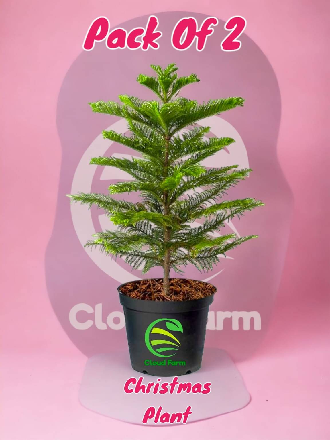 Cloud Farm Outdoor Shaded Plant ( Pack of 2 ) Cloud Farm Outdoor Shaded Plant ( Pack of 2 )
