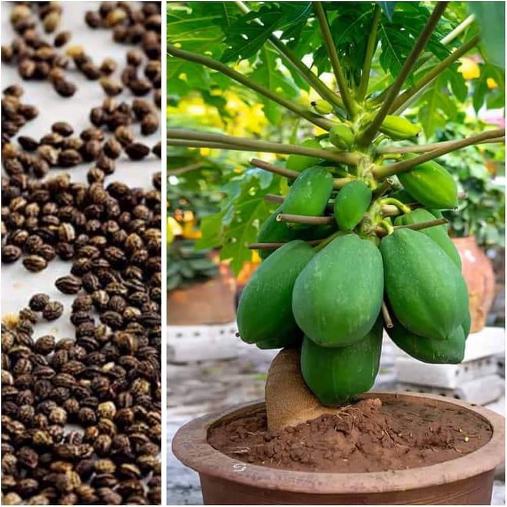 Jignisha Seeds Hybrid Papaya (Red Lady) Fruit ( 200 Seeds ) Jignisha Seeds Hybrid Papaya (Red Lady) Fruit ( 200 Seeds )