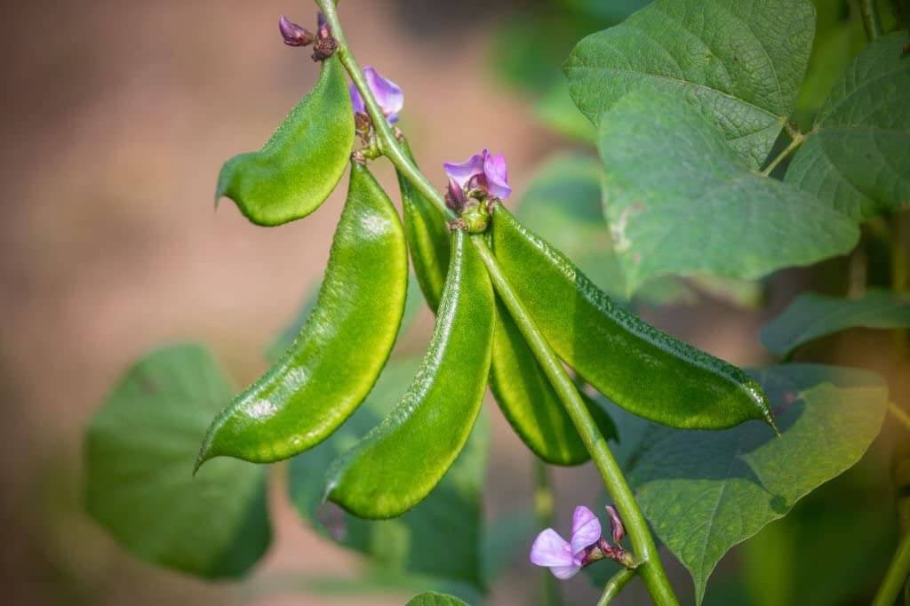     			zello. French Bean Vegetable ( 25 Seeds )