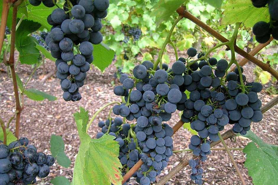     			zello. Grapes Fruit ( 20 Seeds )