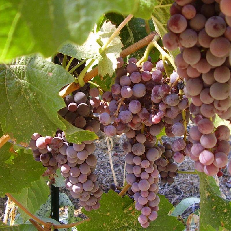     			zello. Grapes Fruit ( 20 Seeds )