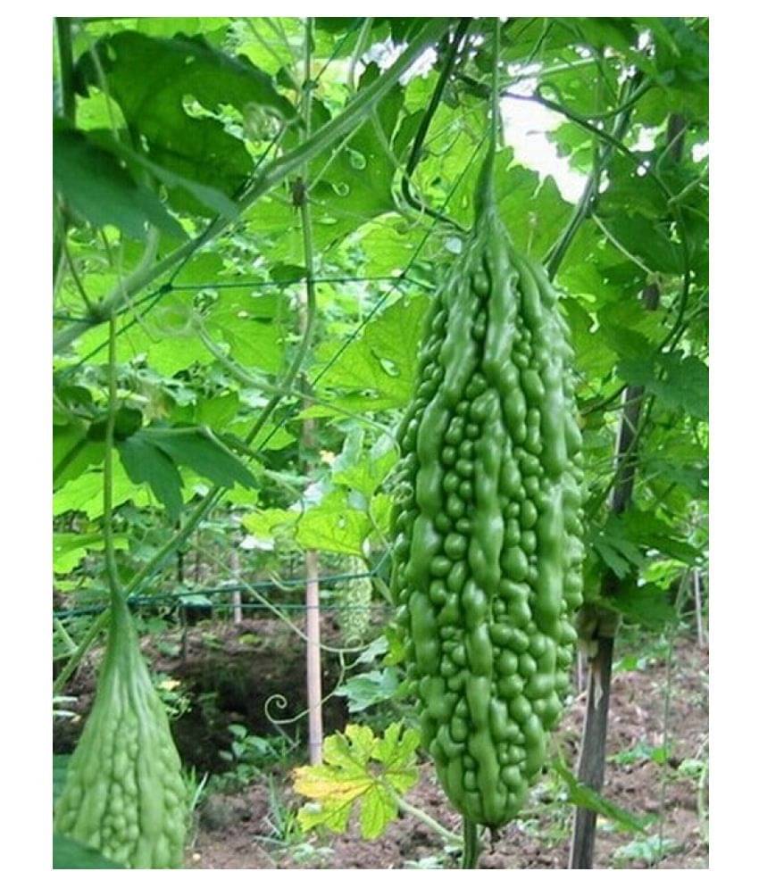     			zello. Hybrid Bitter Gourd Vegetable ( 20 Seeds )