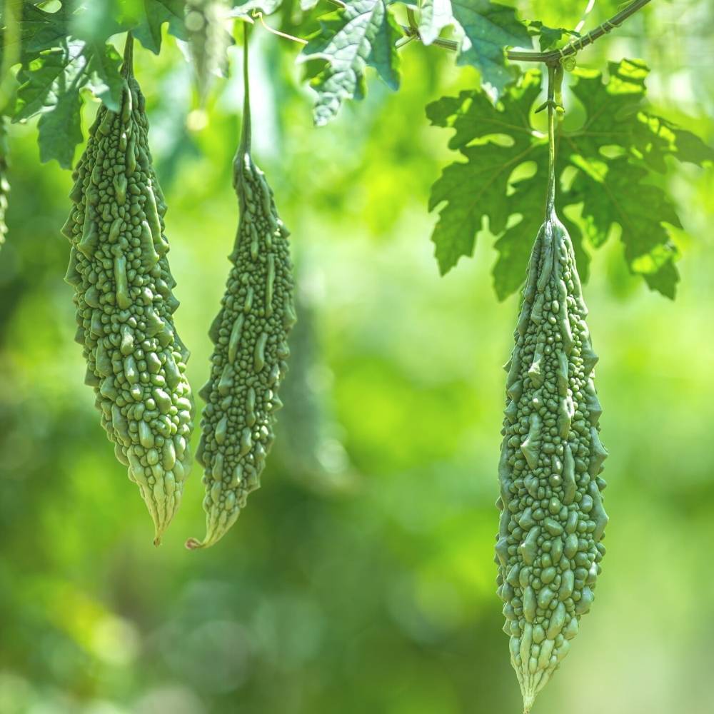     			zello. Hybrid Bitter Gourd Vegetable ( 20 Seeds )