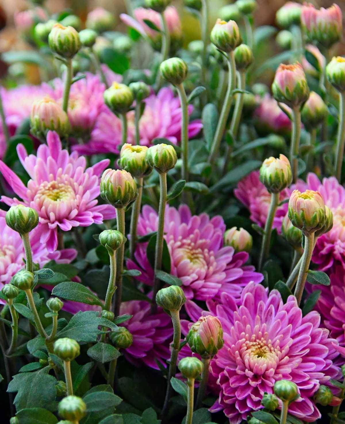     			zello. Indian Chrysanthemum Mixed Flower ( 50 Seeds )