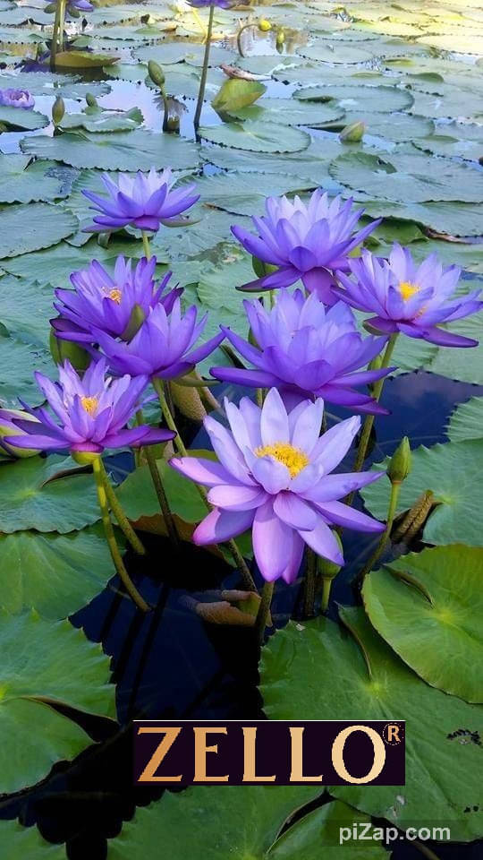     			zello. Lotus Flower ( 10 Seeds )