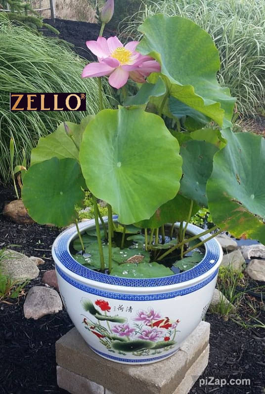     			zello. Lotus Flower ( 10 Seeds )