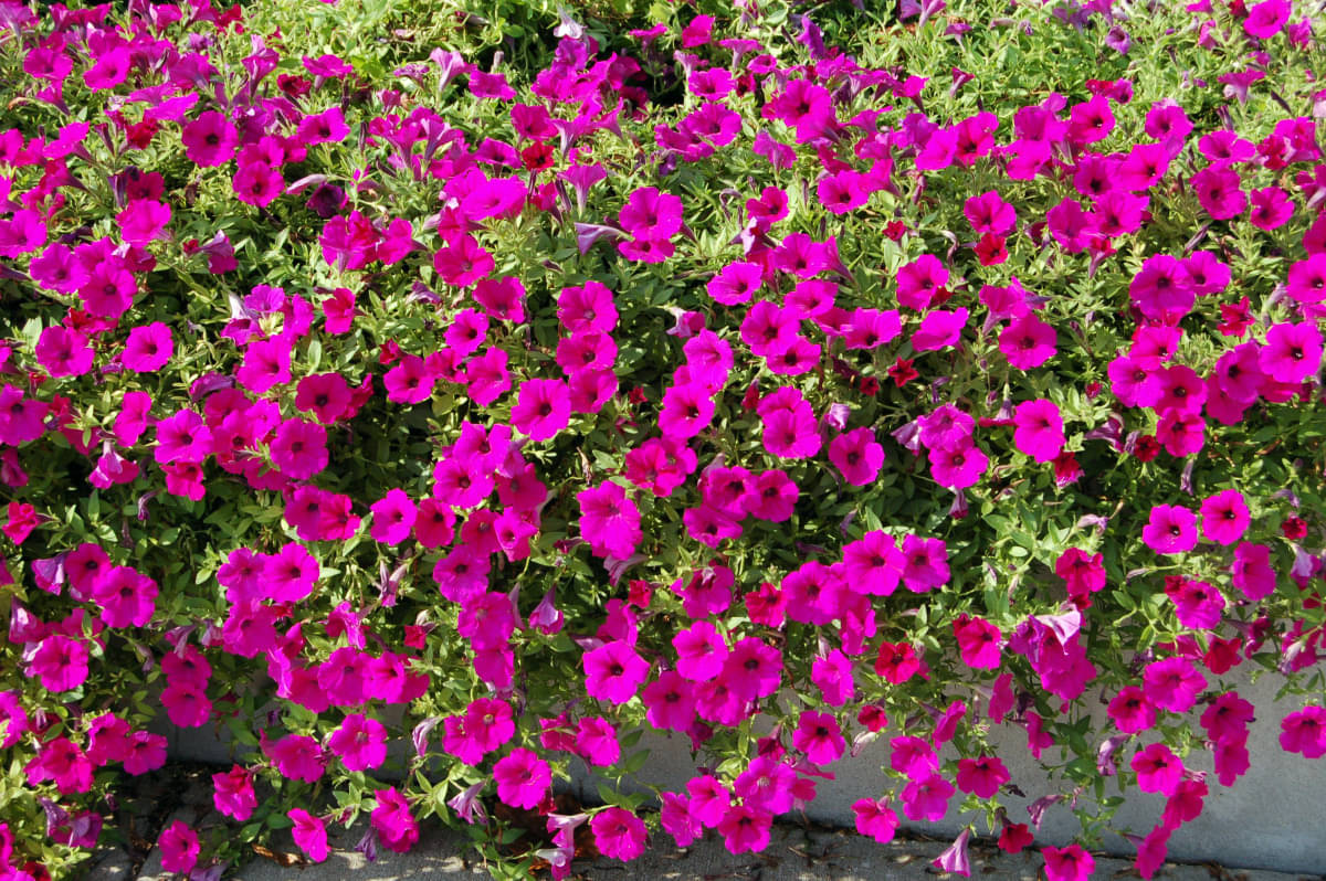     			zello. Petunia Mixed Flower ( 50 Seeds )