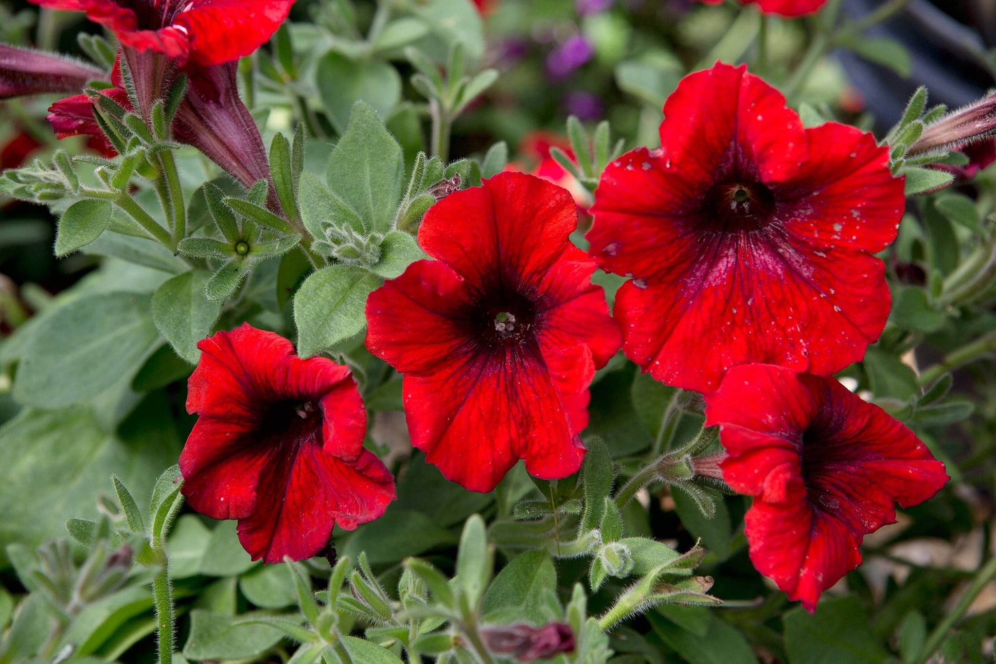     			zello. Petunia Mixed Flower ( 50 Seeds )