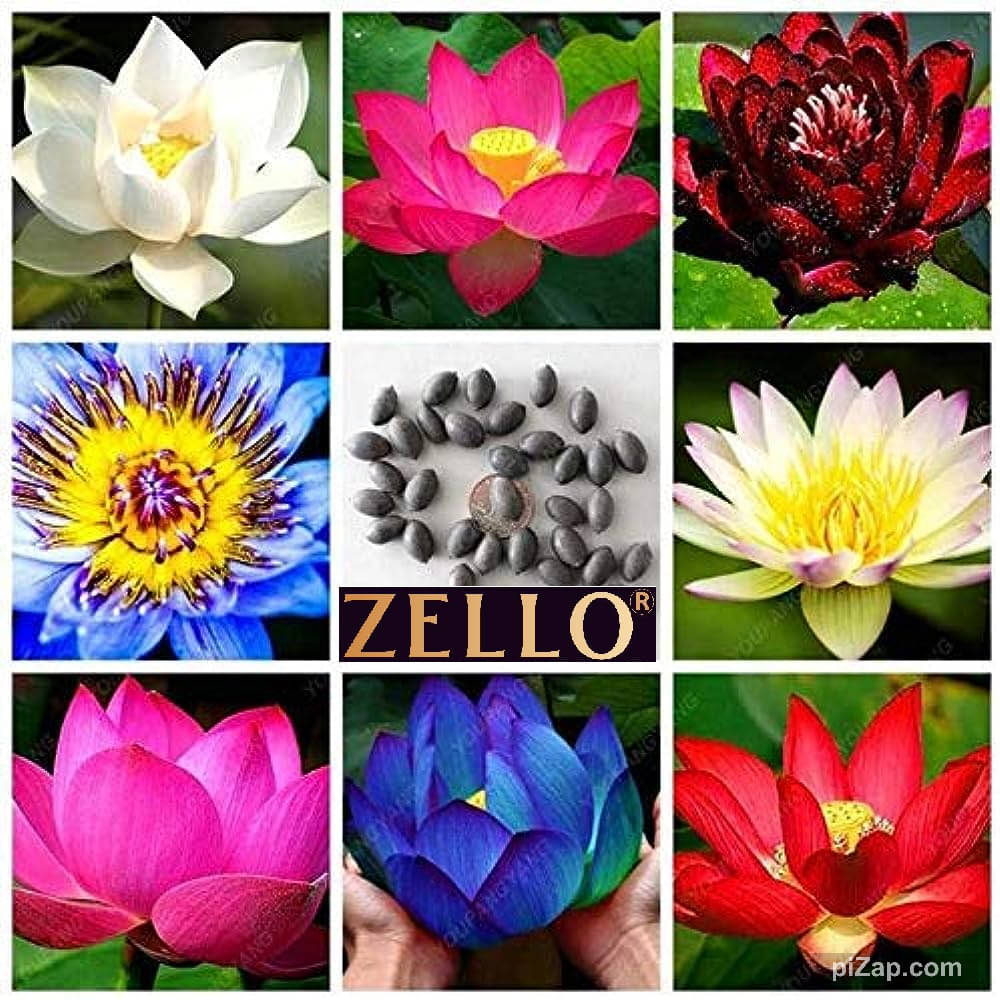     			zello. Lotus Flower ( 10 Seeds )