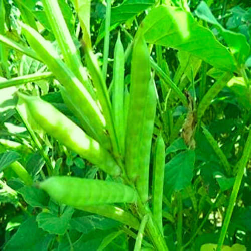     			LiveNature Guar Phali Vegetable ( 100 Seeds )