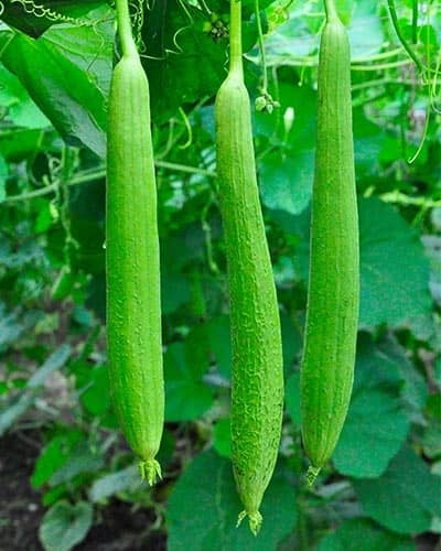 LiveNature Sponge Gourd/Tori/Turai Seeds | Desi Vegetable Plant Seeds | Best For Home Garden & Terrace – Pack of 30 Seeds