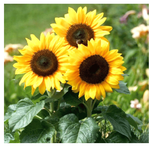     			LiveNature Sunflower Russian Giant Flower Seeds | Summer Indoor/Outdoor Surajmukhi Flower Seeds | Best for Home Garden & Terrace – Pack of 100 Seeds