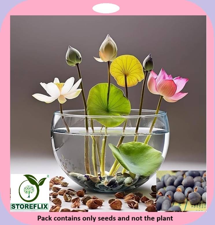     			STOREFLIX Lotus Flower ( 10 Seeds )