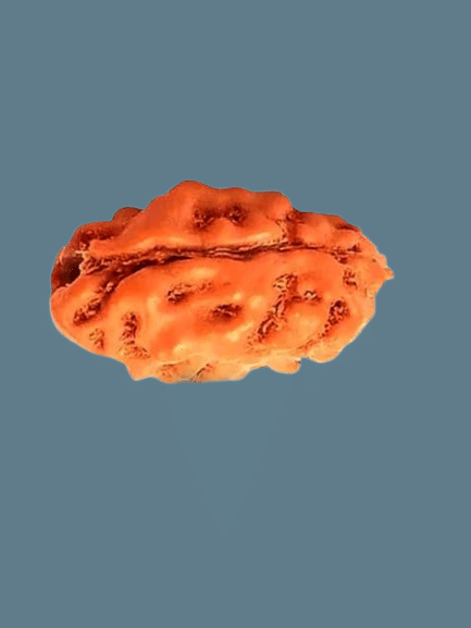     			NAVYAKASH Rudraksha Bead ( Pack of 1 )