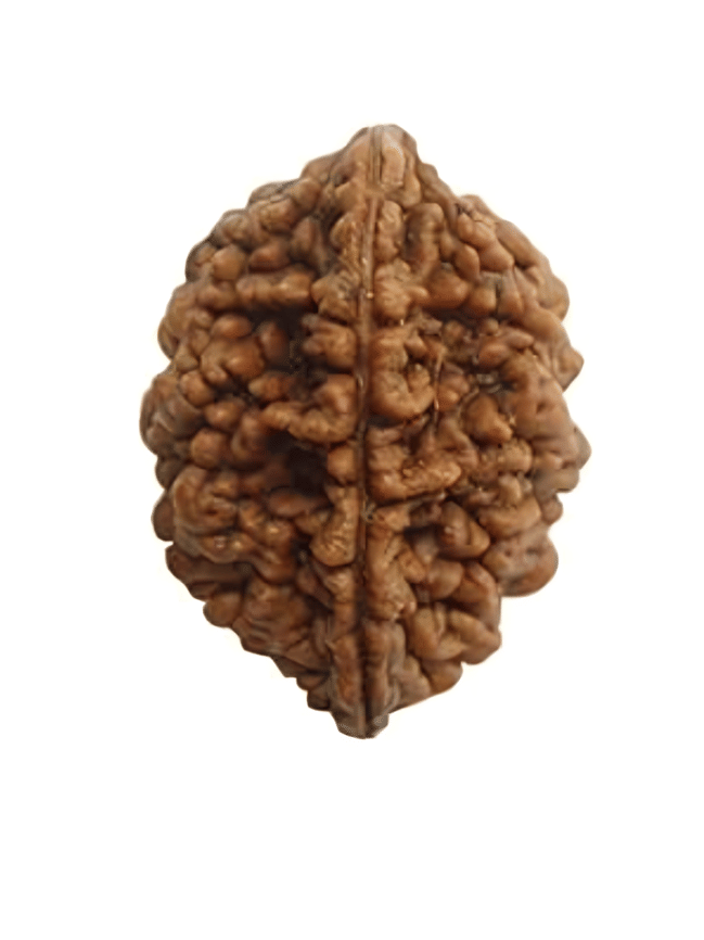     			NAVYAKASH Rudraksha Bead ( Pack of 1 )