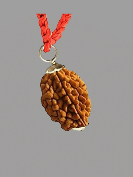     			NAVYAKASH Rudraksha Bead ( Pack of 1 )