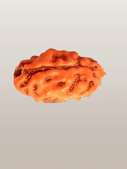     			NAVYAKASH Rudraksha Bead ( Pack of 1 )