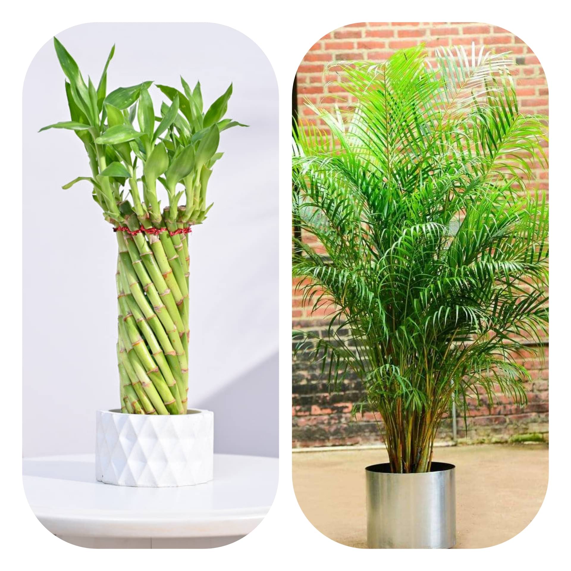     			DECORPLIX Areca palm Flower 2 Varieties ( 120 Seeds )