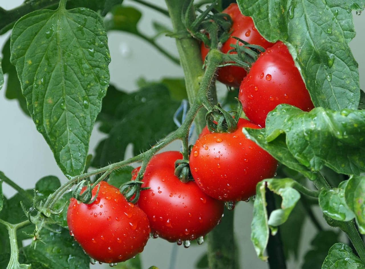 DECORPLIX Tomato Vegetable ( 150 Seeds )