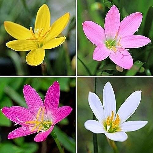     			LiveNature Rain Lily Mixed Flower Bulbs | Lily Flower Bulbs | Best for Home Garden & Terrace – Pack of 6 Bulbs