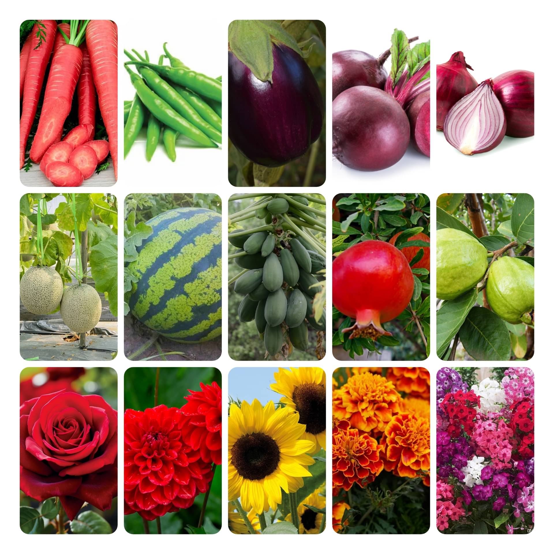     			DECORPLIX Carrot Vegetable 15 Varieties ( 1000 Seeds )