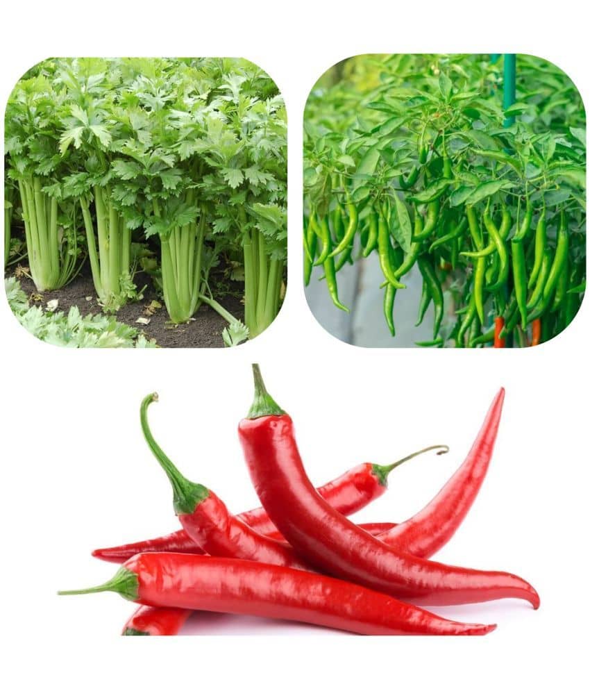 DECORPLIX Organic Long Chilli Vegetable 3 Varieties ( 300 Seeds )
