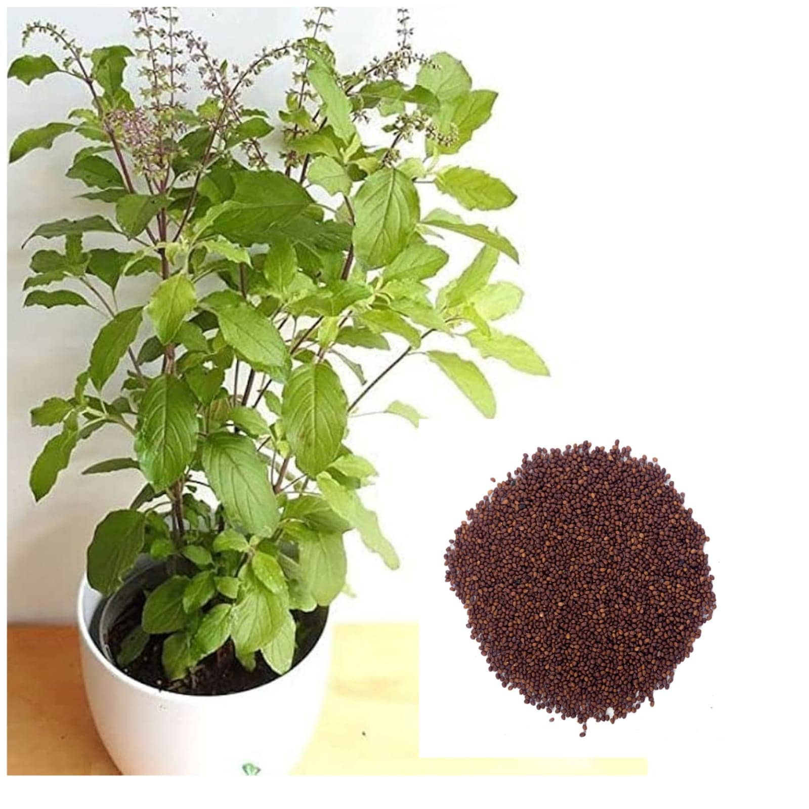 DECORPLIX Tulsi (Holy Basil) Plant ( 400 Seeds )