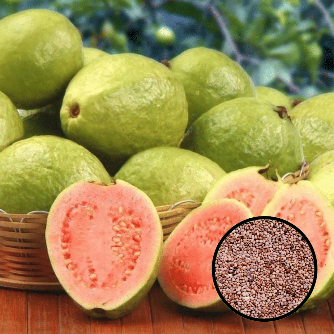 Dwarf Sweet White Guava/Psidium guajava Fast Growing 100 seeds with cocopeat soil Dwarf Sweet Red Guava/Psidium guajava Fast Growing 100 seeds Dwarf Sweet White Guava/Psidium guajava Fast Growing 100 seeds with cocopeat soil Dwarf Sweet Red Guava/Psidium guajava Fast Growing 100 seeds