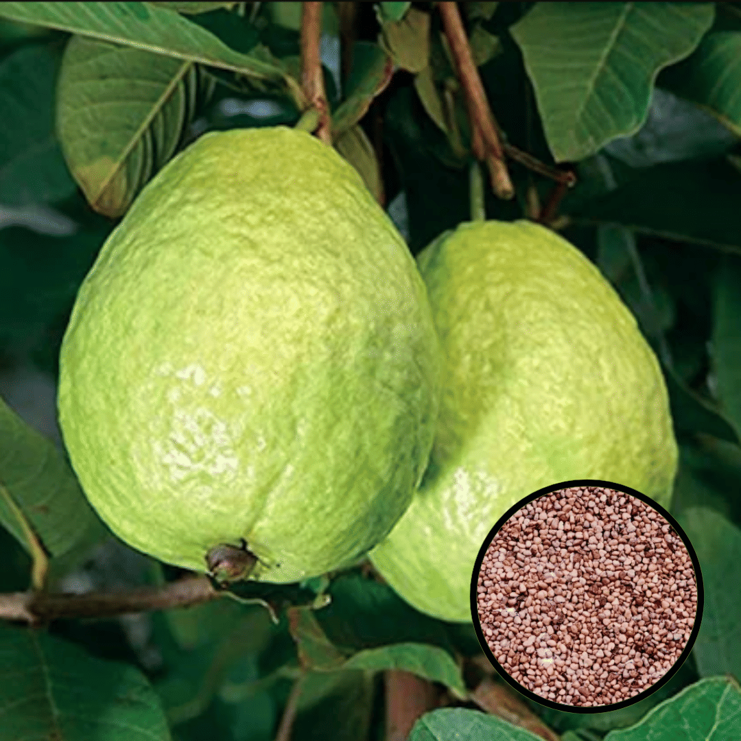     			Jignisha Seeds Guava Fruit ( 100 Seeds )