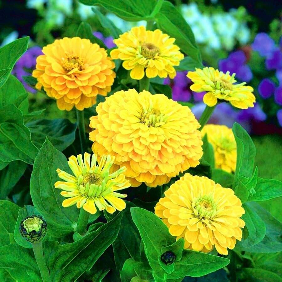 Jignisha Seeds Zinnia Yellow Flower ( 30 Seeds ) Jignisha Seeds Zinnia Yellow Flower ( 30 Seeds )