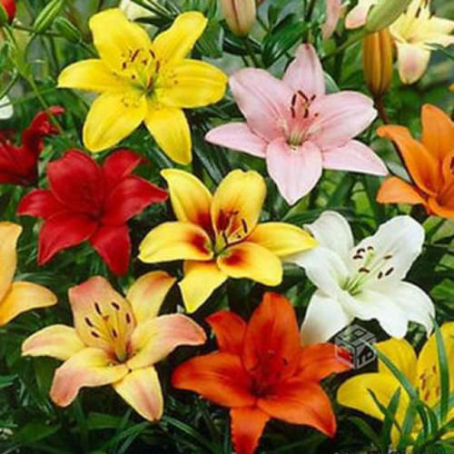     			LiveNature Lily Flower ( 6 Seeds )