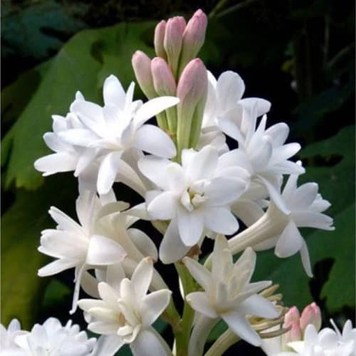     			LiveNature Rajnigandha Flower ( 10 Seeds )