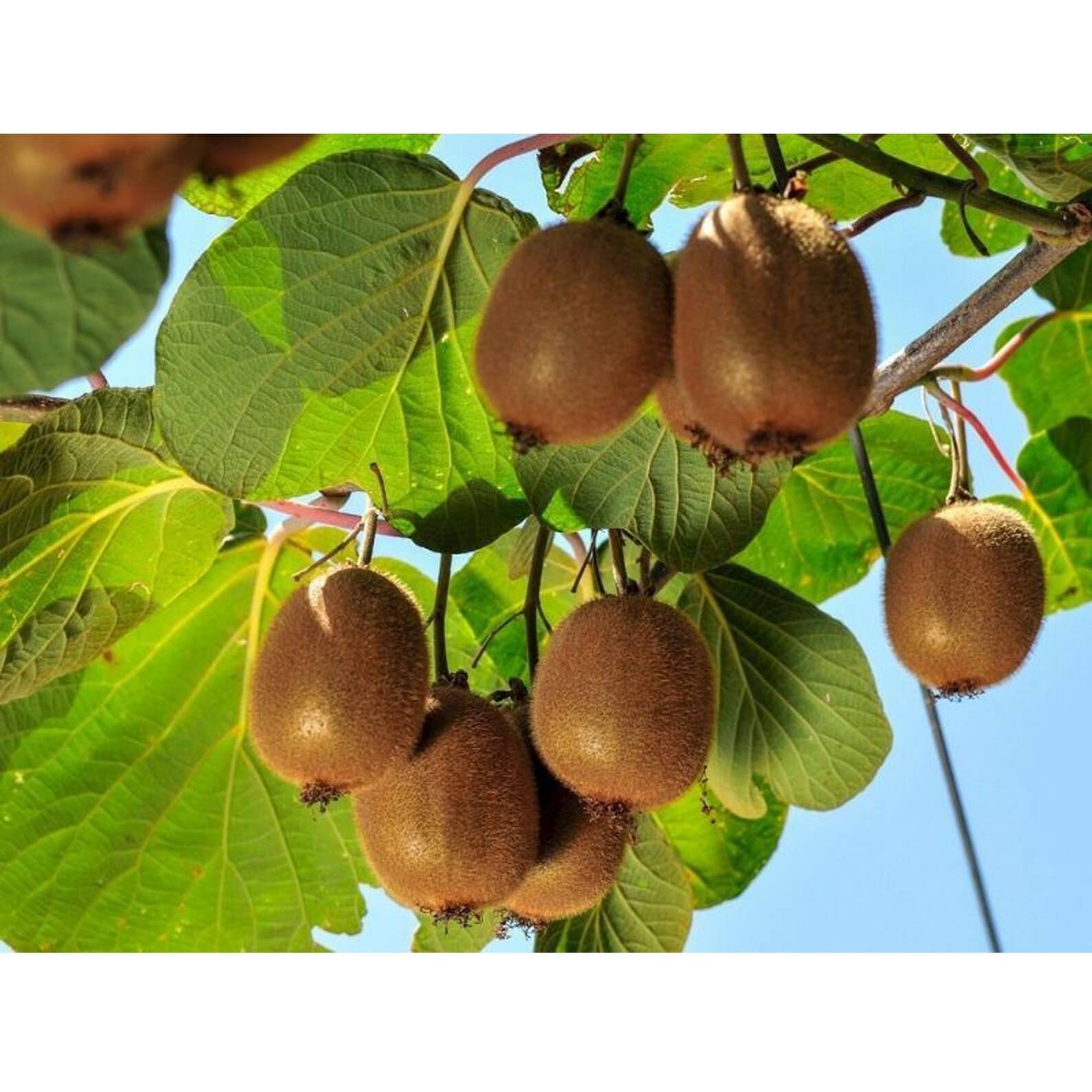 PARTHVA SEEDS Kiwi Fruit ( 30 Seeds ) PARTHVA SEEDS Kiwi Fruit ( 30 Seeds )