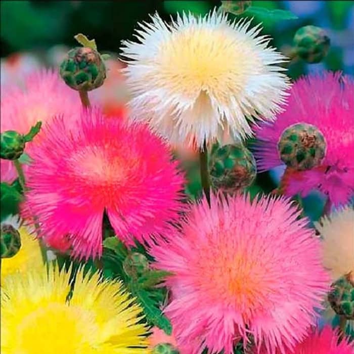 PARTHVA SEEDS Sweet William Flower ( 30 Seeds )