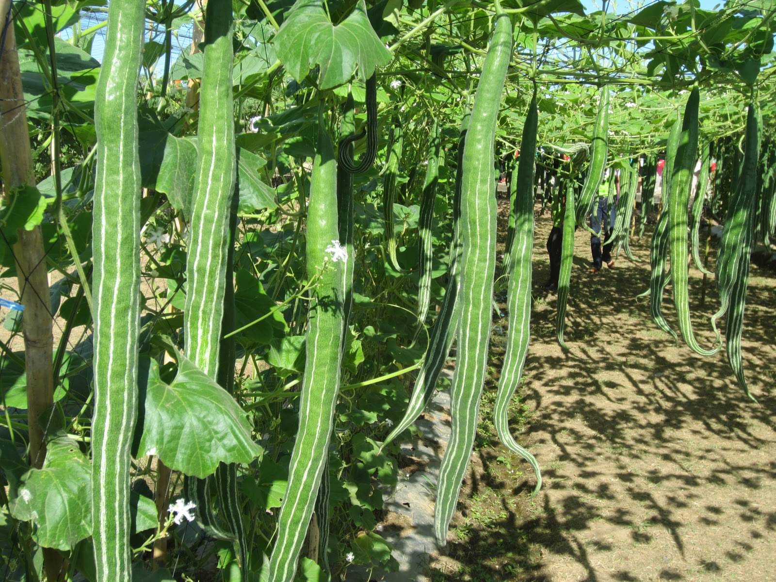     			LiveNature Snake Gourd Seeds | Chichinda Seeds | Vegetable Plant Seeds for Home Garden & Terrace – Pack of 100 Seeds