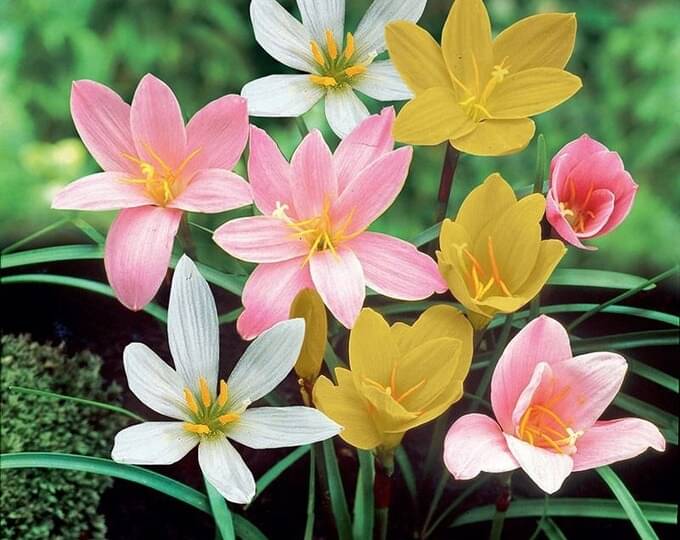 LiveNature Rain Lily Multicolor Flower Bulbs | Lily Flower Bulbs | Best for Home Garden & Terrace – Pack of 5 Bulbs LiveNature Rain Lily Multicolor Flower Bulbs | Lily Flower Bulbs | Best for Home Garden & Terrace – Pack of 5 Bulbs