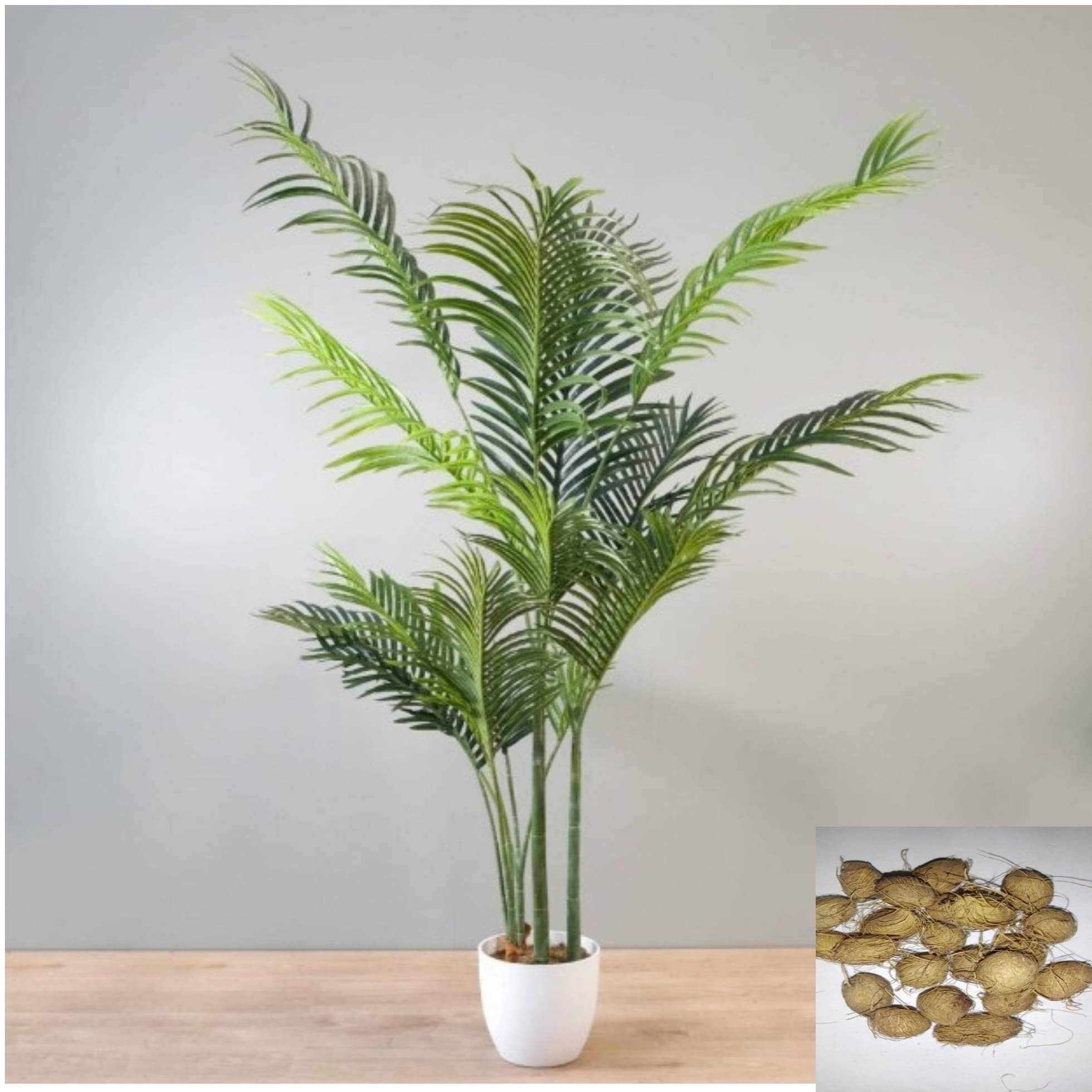     			DECORPLIX Areca palm Plant ( 15 Seeds )