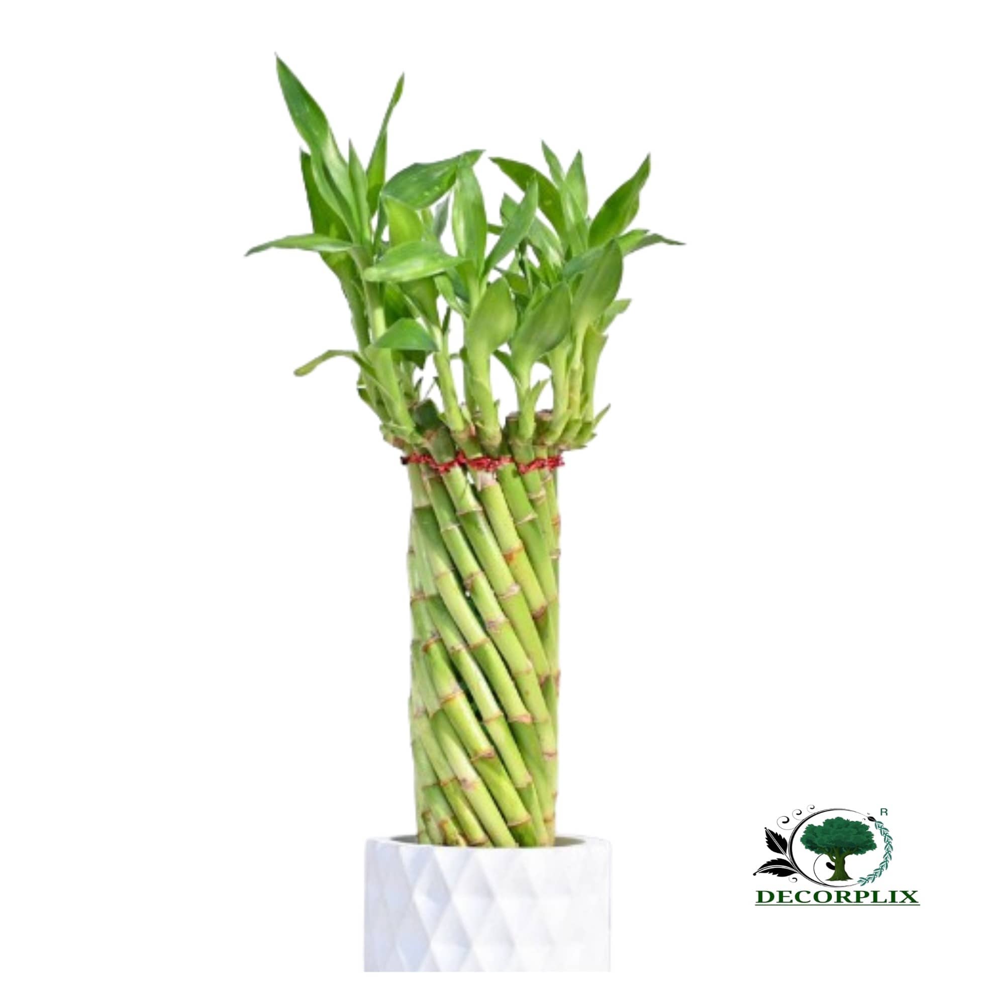 DECORPLIX Bamboo Plant ( 50 Seeds )