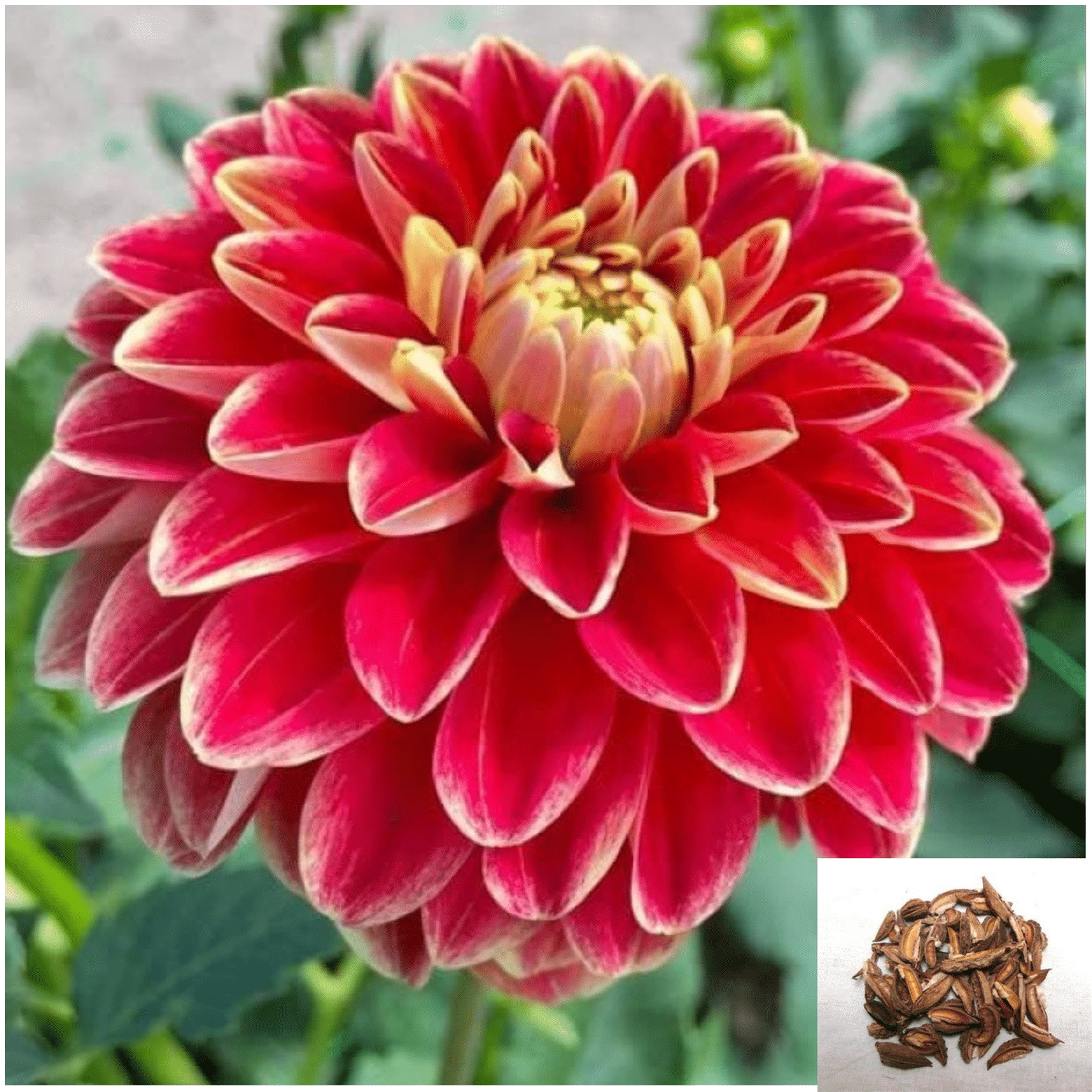     			DECORPLIX Dahlia Flower ( 50 Seeds )