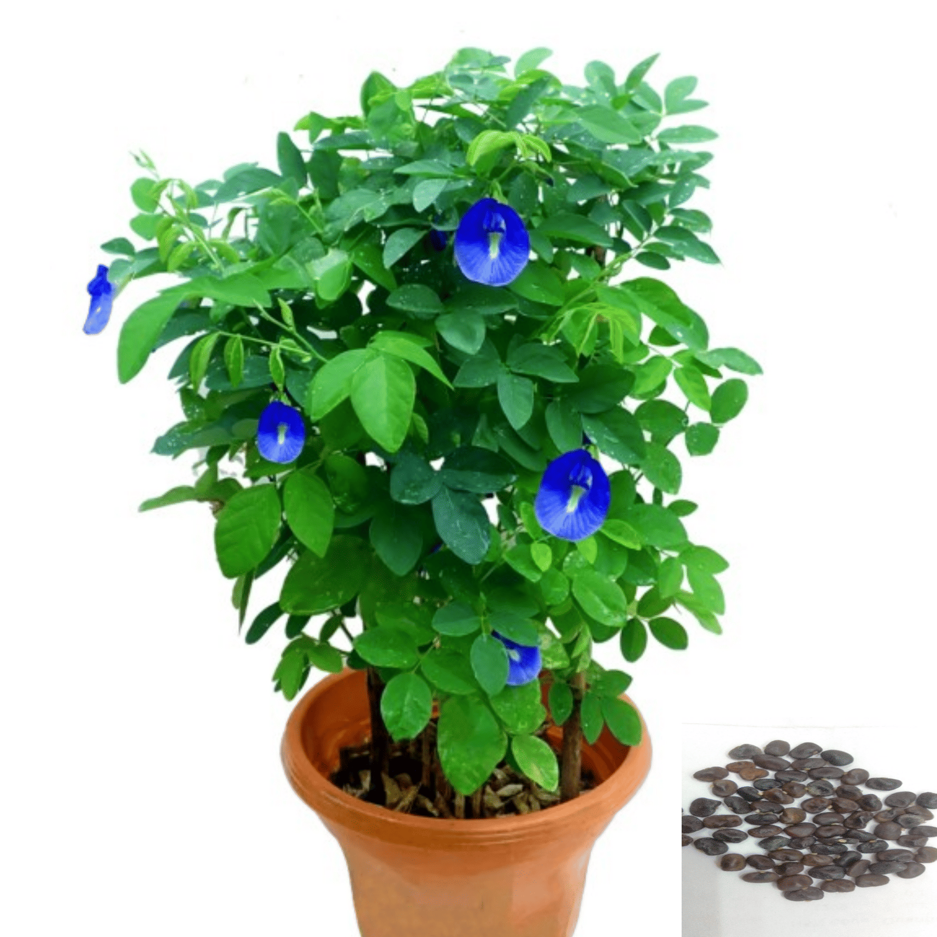     			DECORPLIX Morning Glory (Blue) Flower ( 50 Seeds )